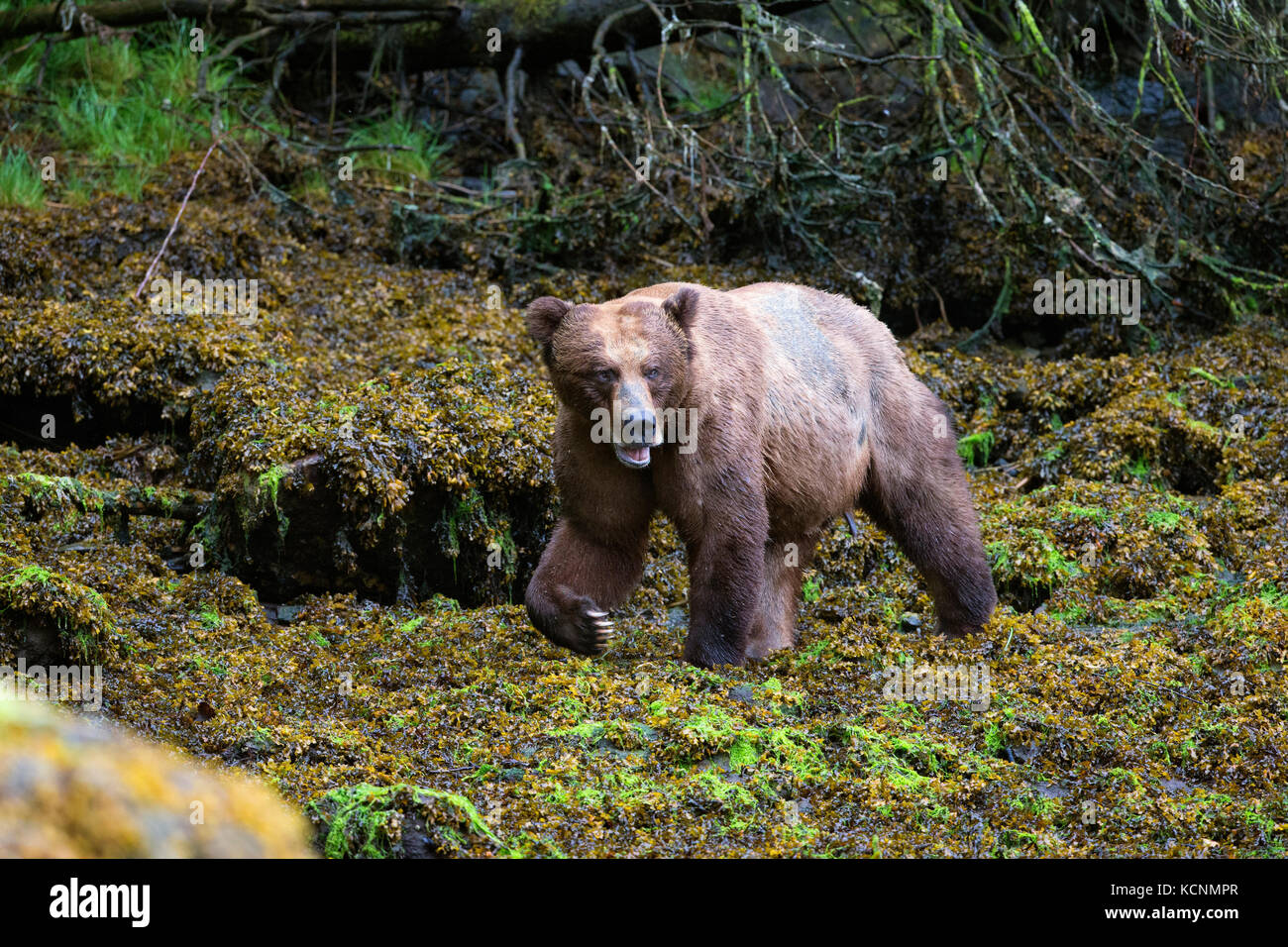 Oso grizzly (Ursus arctos horribilis), macho grande, admisión, khutzeymateen khutzeymateen Grizzly Bear sanctuary, British Columbia, Canadá. Foto de stock