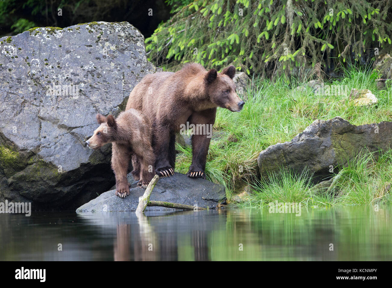 Oso grizzly (Ursus arctos horribilis), hembra y yearling cub, khutzeymateen Grizzly Bear sanctuary, British Columbia, Canadá. Foto de stock