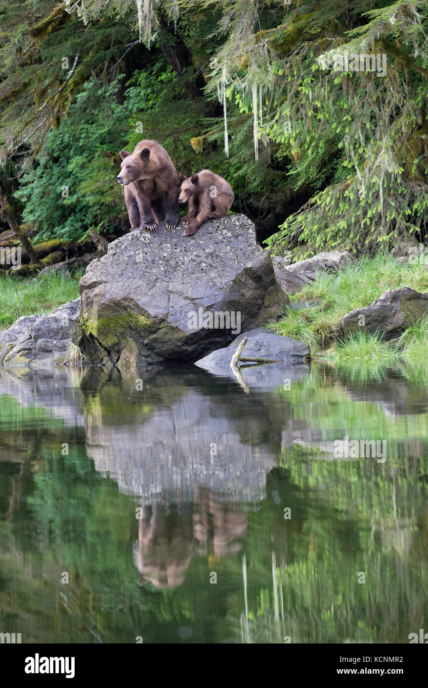 Oso grizzly (Ursus arctos horribilis), hembra y yearling cub, khutzeymateen Grizzly Bear sanctuary, British Columbia, Canadá Foto de stock