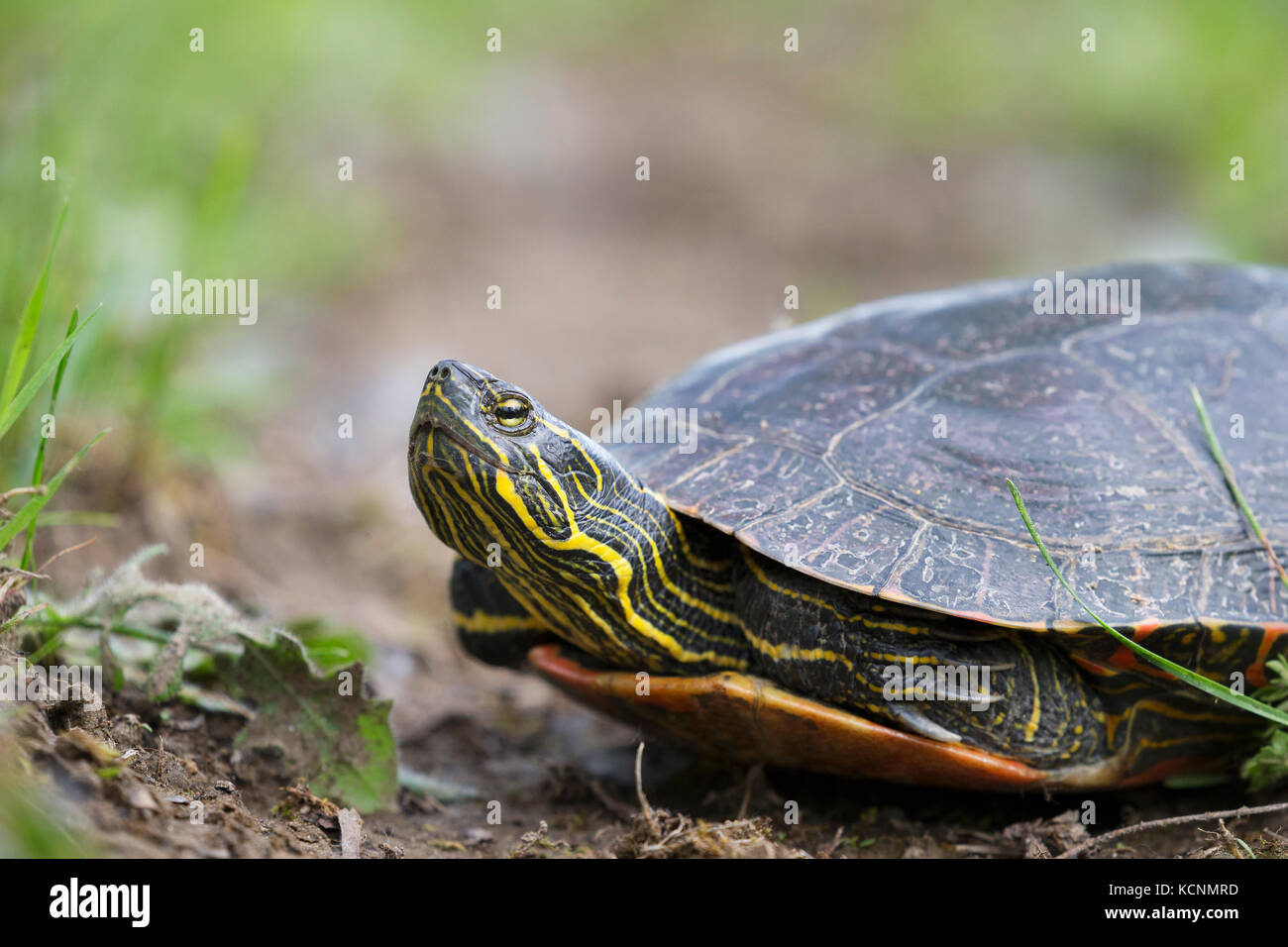 Western tortuga pintada (Chrysemys picta bellii), hembra, Nicomen Slough, Agassiz, British Columbia, Canadá. La costa del Pacífico de la población de esta especie está en peligro en Canadá. Foto de stock