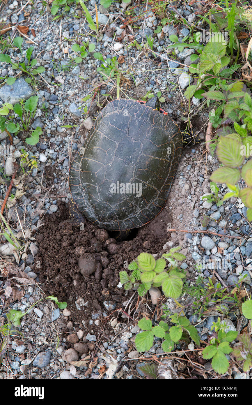 Western tortuga pintada (Chrysemys picta bellii), hembra, cavando una cavidad de nido para poner huevos en nicomen slough, Agassiz, British Columbia, Canadá Foto de stock