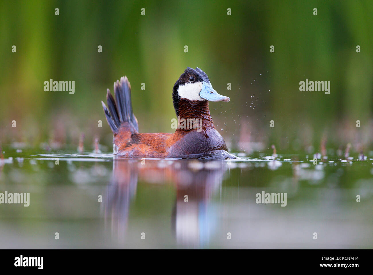 Ruddy duck (Oxyura jamaicensis), macho en plumaje nupcial, burbujeo cortejo pantalla, región de Cariboo, British Columbia, Canadá Foto de stock