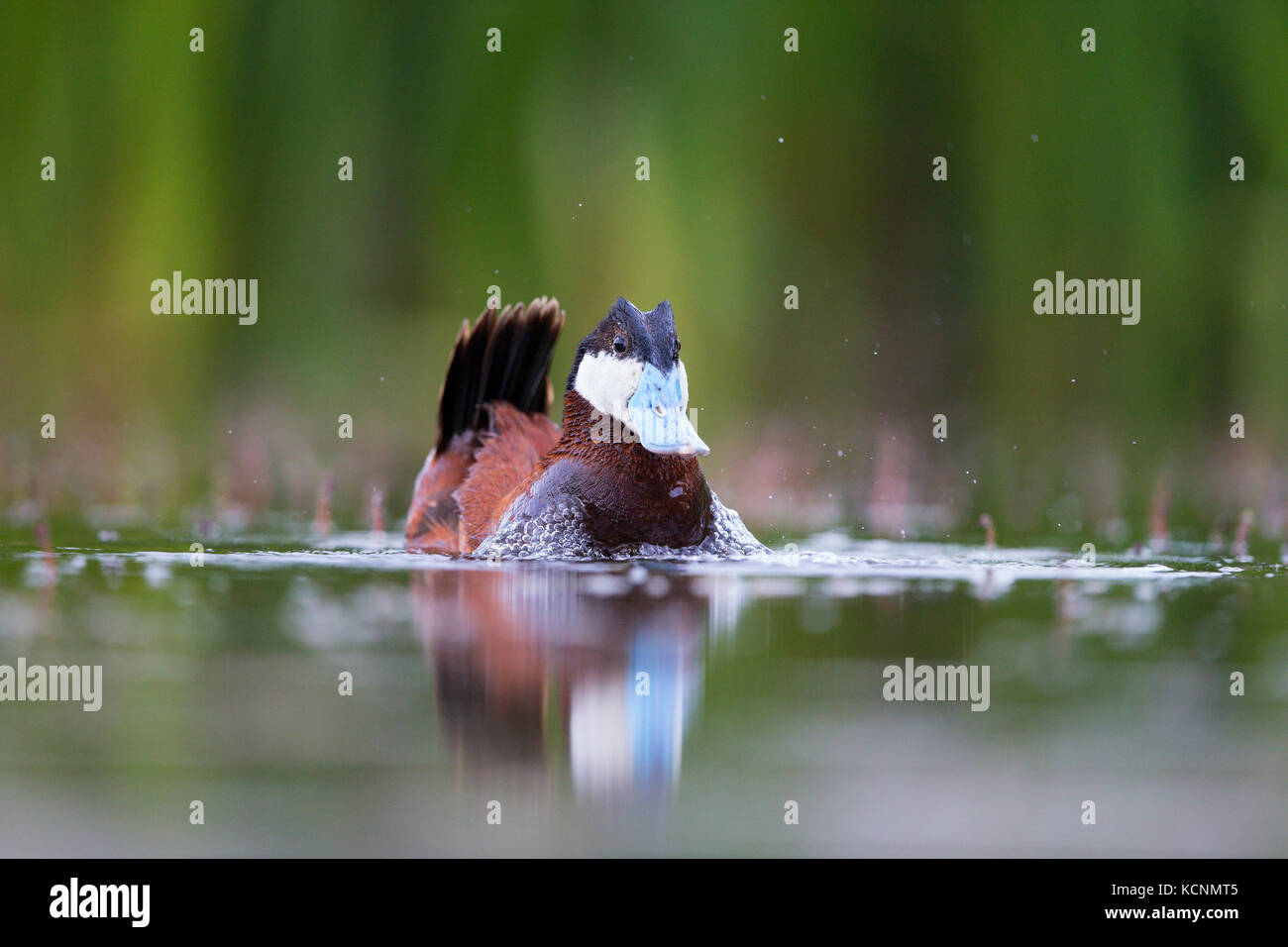 Ruddy duck (Oxyura jamaicensis), macho en plumaje nupcial, burbujeo cortejo pantalla, región de Cariboo, British Columbia, Canadá Foto de stock