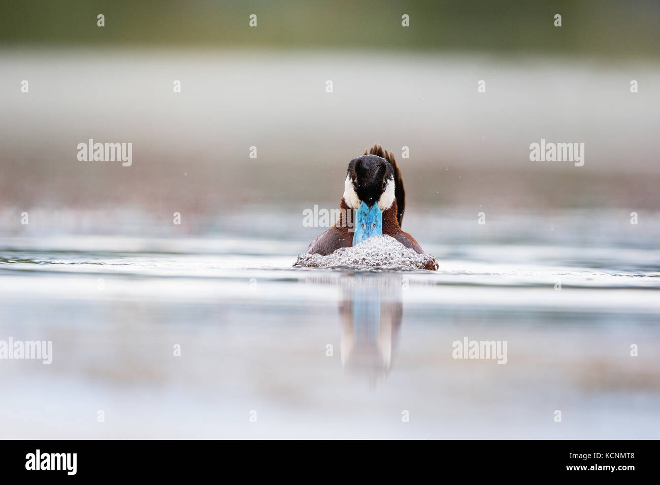 Ruddy duck (Oxyura jamaicensis), macho en plumaje nupcial, burbujeo cortejo pantalla, región de Cariboo, British Columbia, Canadá. Foto de stock
