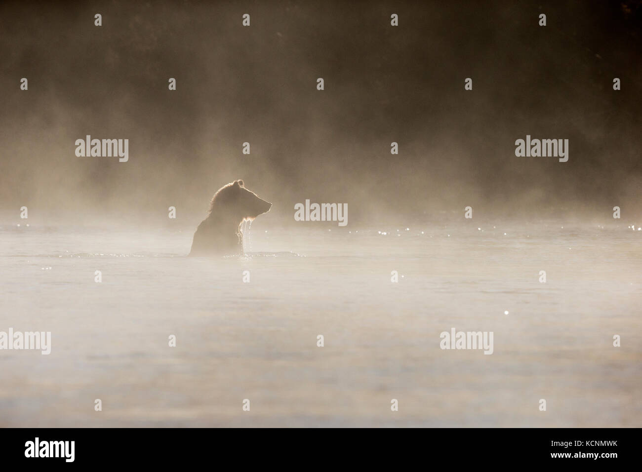 Oso grizzly (Ursus arctos horribilis), de dos años de cub en niebla de la mañana, región chilcotin, British Columbia, Canadá. Foto de stock