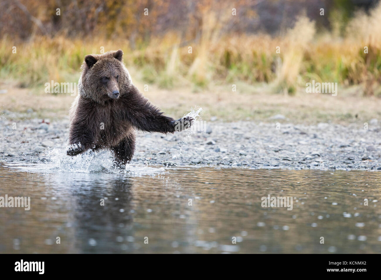 Oso grizzly (Ursus arctos horribilis), CUB, carga, región chilcotin, British Columbia, Canadá. Foto de stock