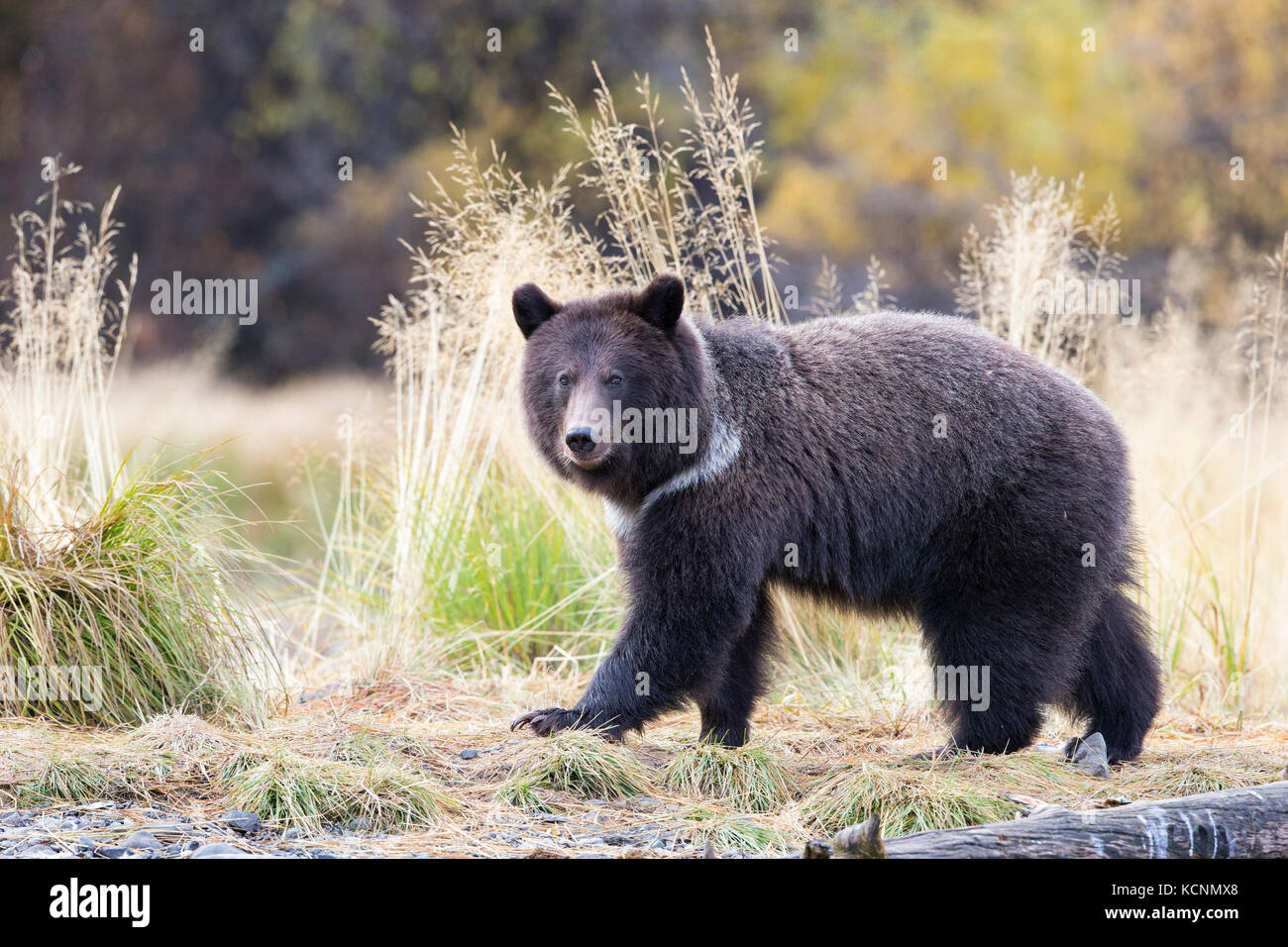 Oso grizzly (Ursus arctos horribilis), de dos años de cub, región chilcotin, British Columbia, Canadá. Foto de stock