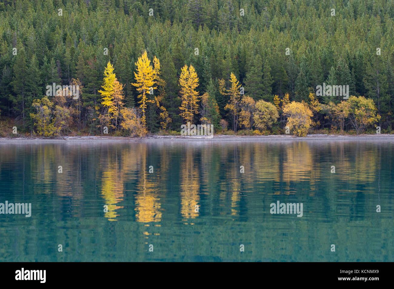 Color en el otoño, región chilcotin, British Columbia, Canadá Foto de stock