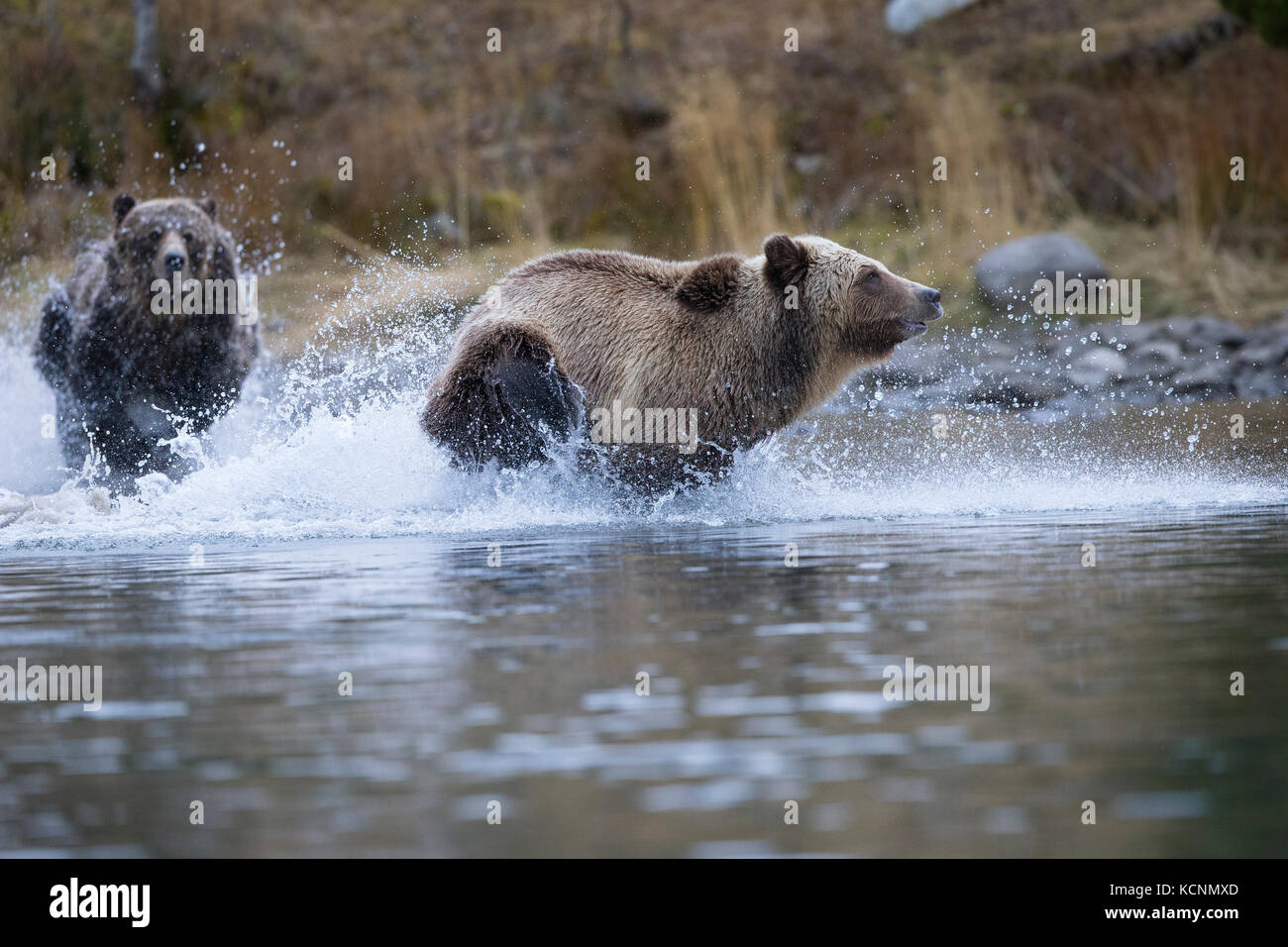 Oso grizzly (Ursus arctos horribilis), hembra persiguiendo cloloured subdault (encendedor) lejos de los cachorros (fuera de cámara), región Chilcotin, British Columbia, Canadá. Foto de stock