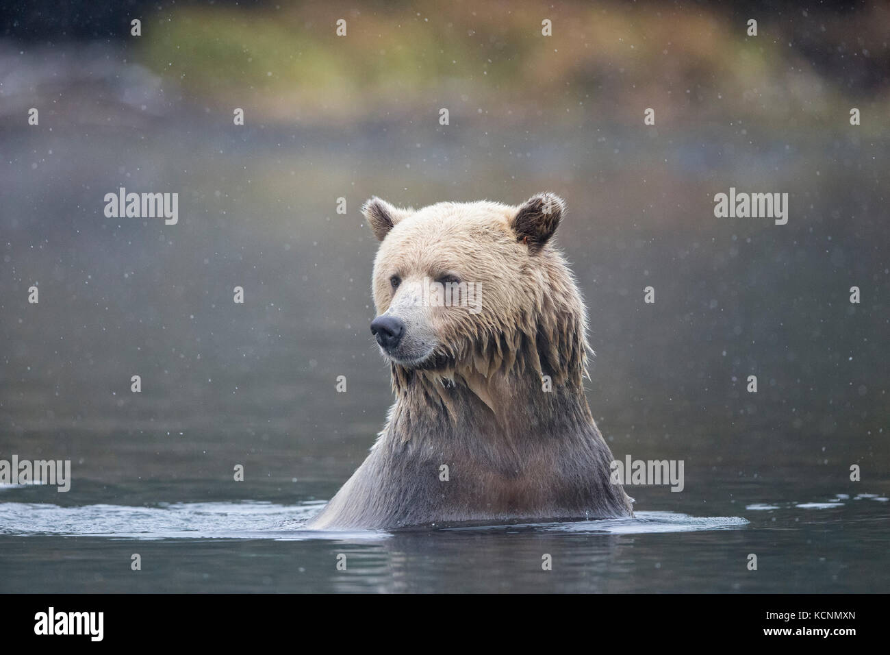 Oso grizzly (Ursus arctos horribilis), hembra a principios de nevadas, región chilcotin, British Columbia, Canadá. Foto de stock