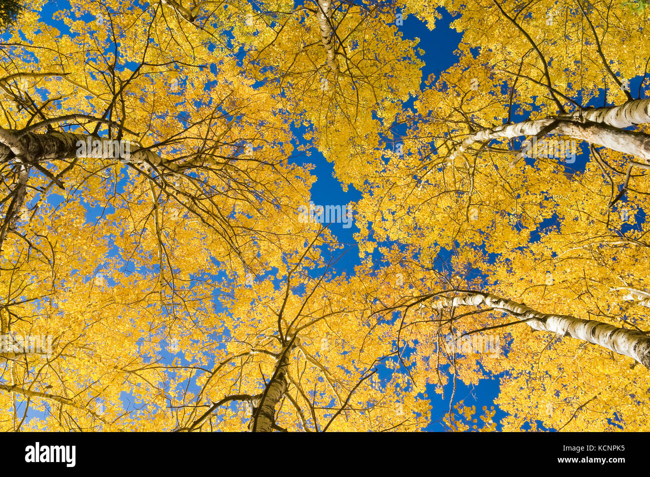 Colores de otoño en árboles de Aspen, Pato Parque Provincial de montaña, Manitoba, Canadá Foto de stock