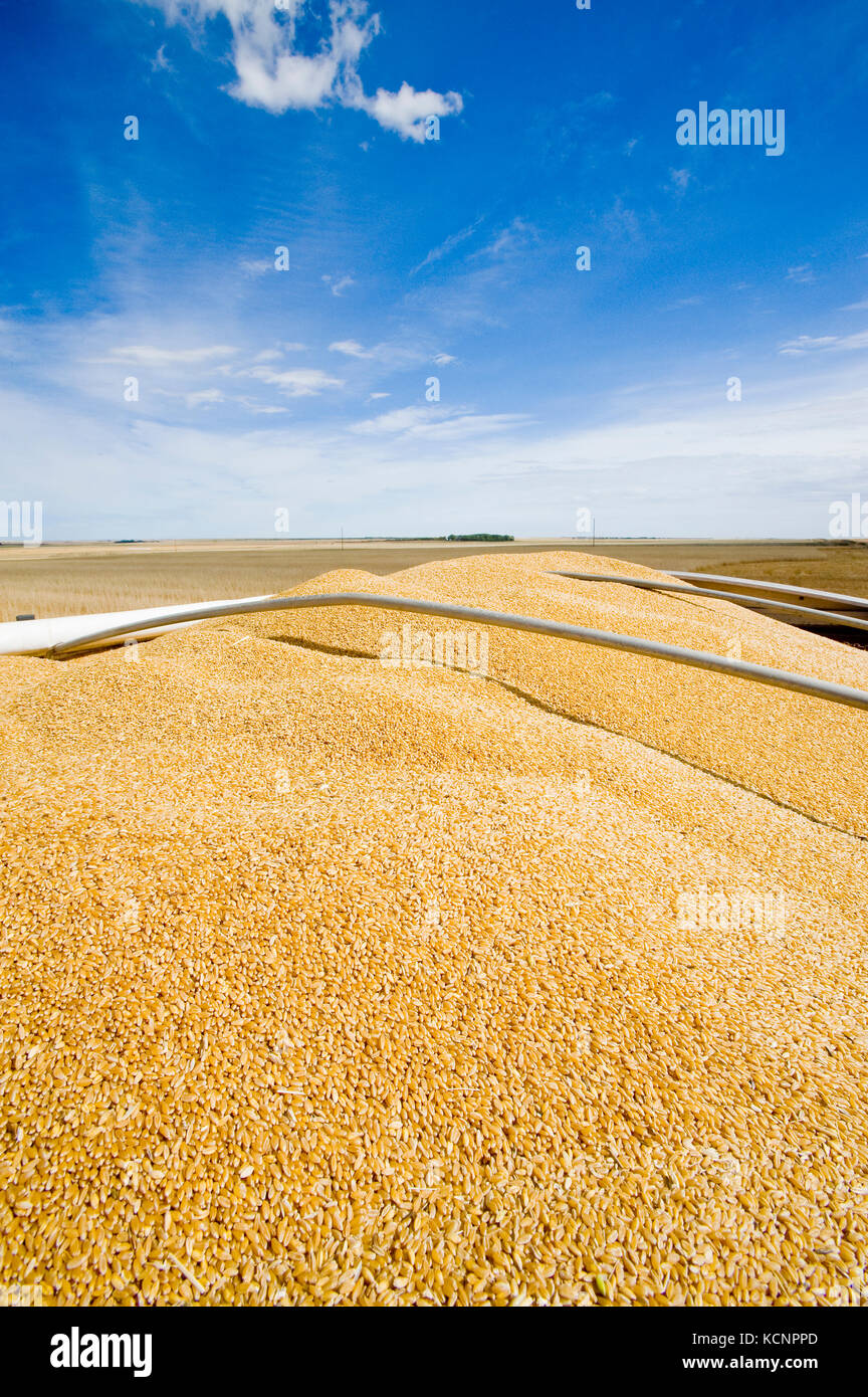 Vista desde la parte de atrás de un camión lleno de granja de trigo durante la cosecha de trigo duro, cerca Ponteix, Saskatchewan, Canadá Foto de stock