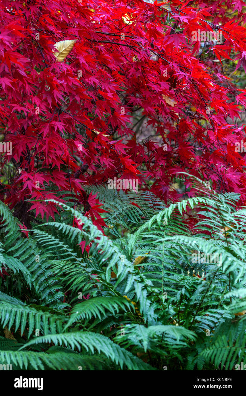 Acer palmatum, rojo japonés arce árbol jardín otoño hojas frontera, Fern hojas octubre jardín Foto de stock