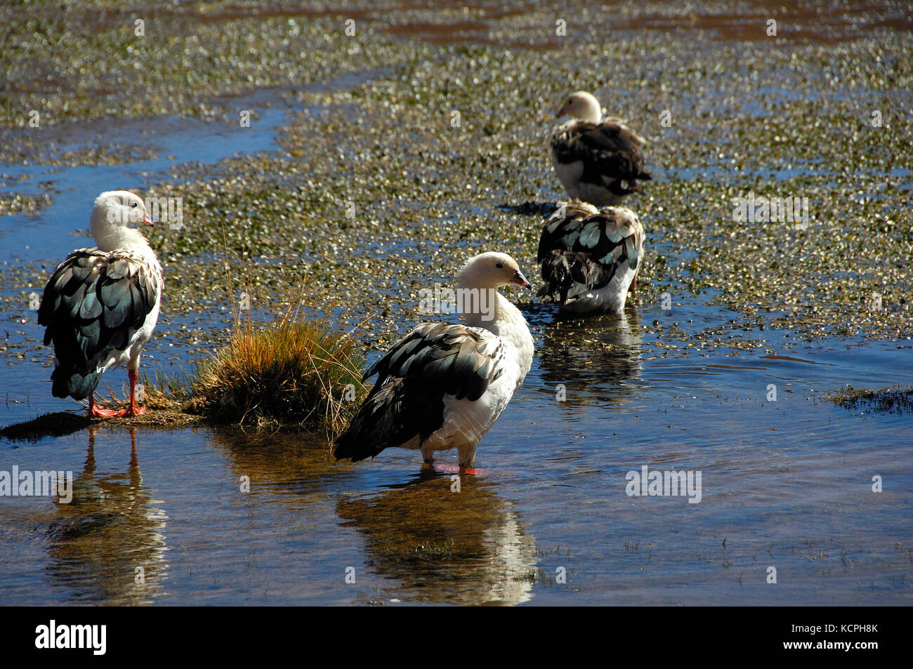 Chile desierto de Atacama, el río putana formularios en la meseta una amplia zona húmeda que alberga un gran número de especies de aves nidificantes. ganso andino (Chloephaga melanoptera). Foto de stock