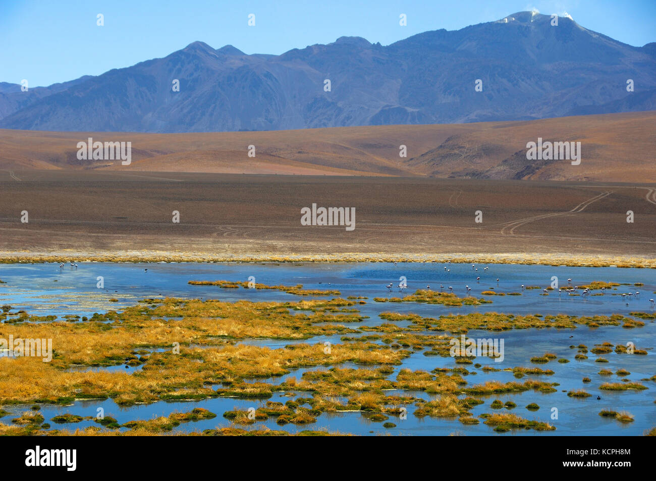 Chile desierto de Atacama, el río putana formularios en la meseta una amplia zona húmeda que alberga un gran número de especies de aves nidificantes. cilean flamencos (Phoenicopterus cilensis). Foto de stock