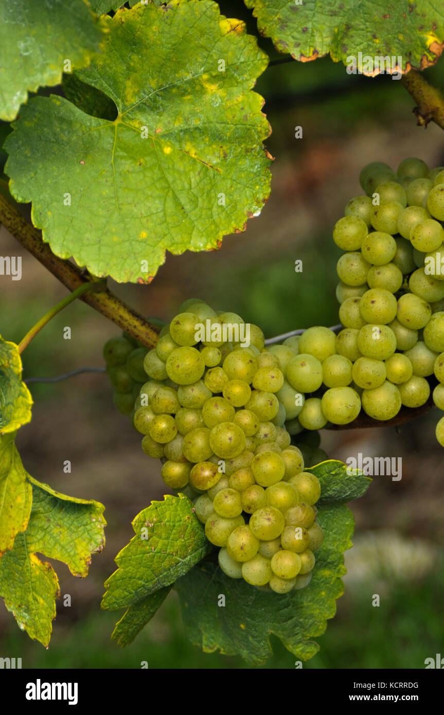 La industria alemana del vino: la uva Silvaner de Franconia Foto de stock
