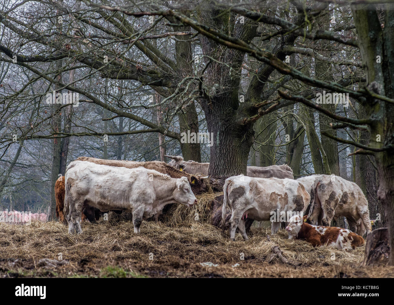 El ganado al Bosque de Spree, Brandenburgo, Alemania Foto de stock