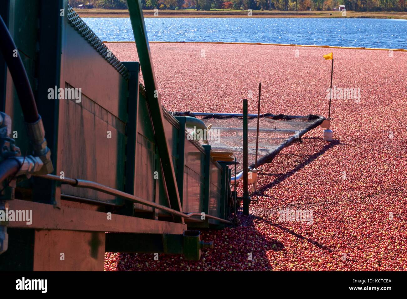 Octubre 21, 2012 - chatsworth, Nueva Jersey, EE.UU.: mirando hacia abajo por una cinta transportadora en un pantano de arándanos durante la cosecha húmeda equipmentagric agrícola. Foto de stock
