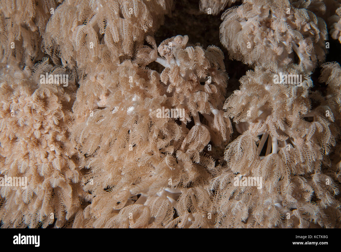 Anthelia sp.,,, Alcyonacea Xeriidae Octocorallia, coral blando, Sharm el- Sheikh, Mar Rojo, Egipto Foto de stock