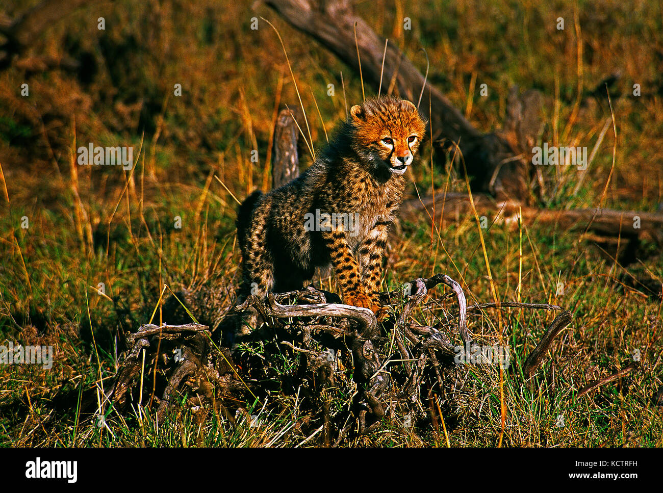 África. Kenya. Reserva Nacional Maasai Mara. Fauna y Flora.Cheetah cub. Foto de stock