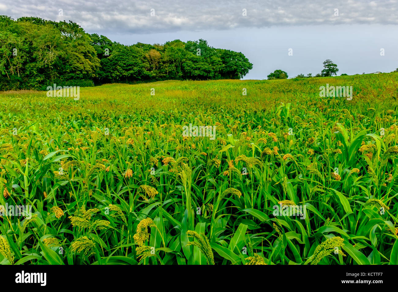 Campo de maíz en la campiña de East Sussex, Inglaterra, Reino Unido Foto de stock