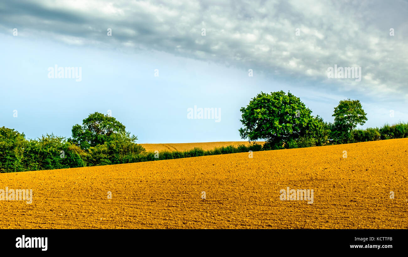 Campo arado en verano en la campiña de East Sussex, Inglaterra Foto de stock