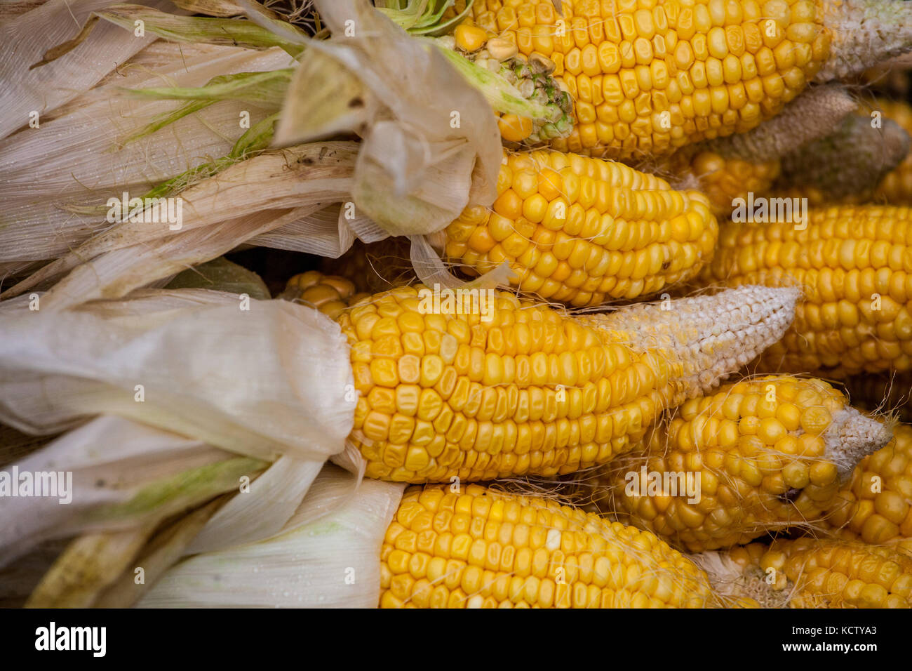 Mazorcas de maíz amarillas, recolectadas y cosechadas, mostrando varias mazorcas de maíz, granos Zea mays Foto de stock
