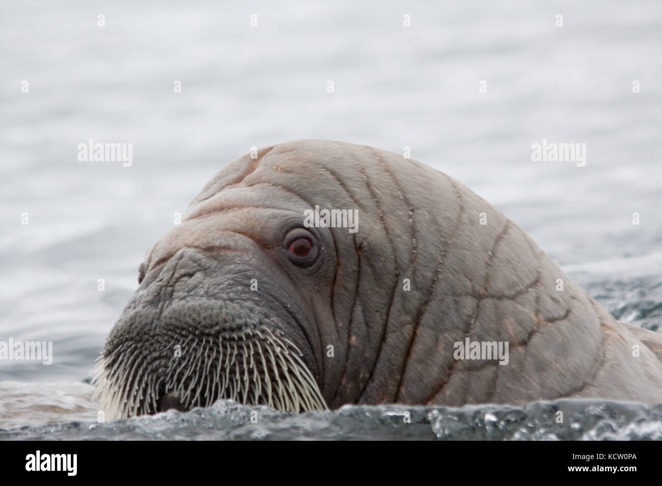 morsa (Odobenus rosmarus) in Rordaustlandet.