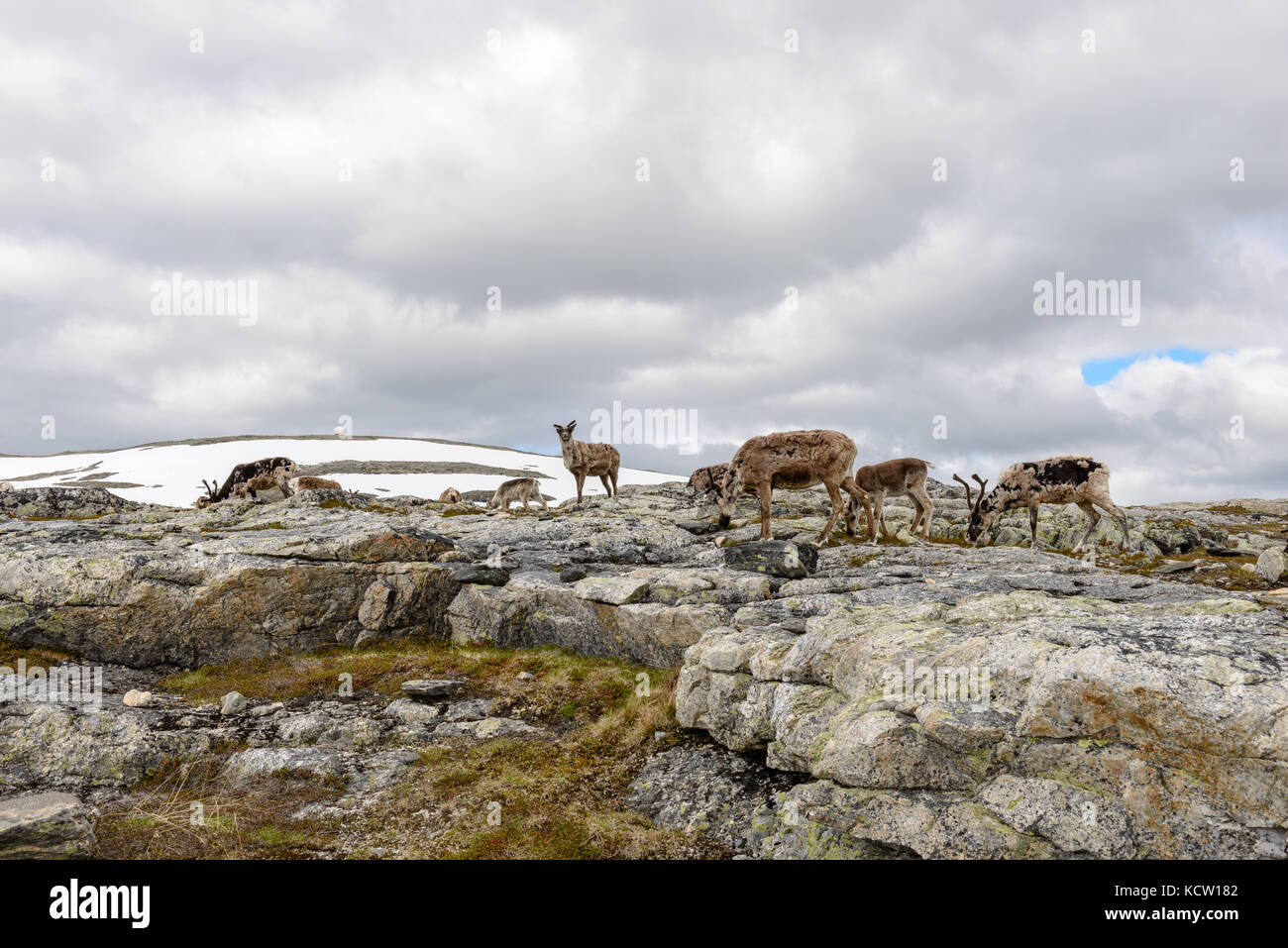 Se toma una foto en una caminata por Kjølen (montaña). Grupo de renos. Julio. Kvaløya, Tromsø, Noruega. Foto de stock