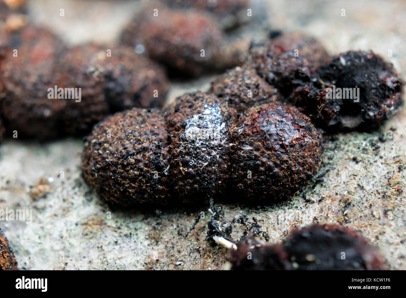 Extreme close-up de hayedo woodwart hongos hypoxylon fragiforme en corteza de árbol Foto de stock