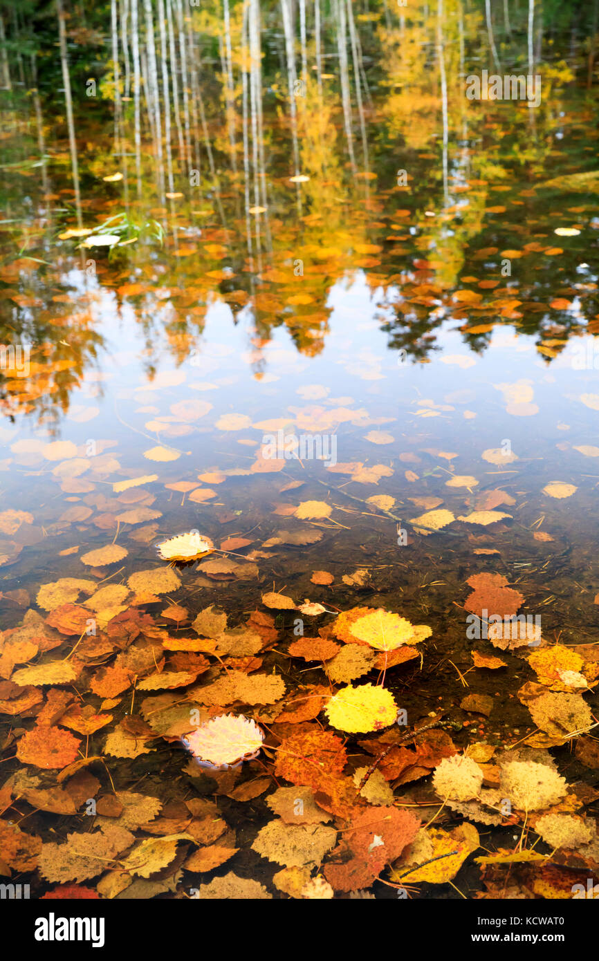 Hojas de otoño de oro en agua y árbol reflexiones de fondo en temporada de  otoño Fotografía de stock - Alamy