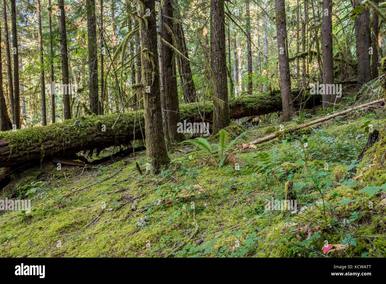 Moss toma el relevo del bosque de Oregon y troncos de árboles caídos Foto de stock