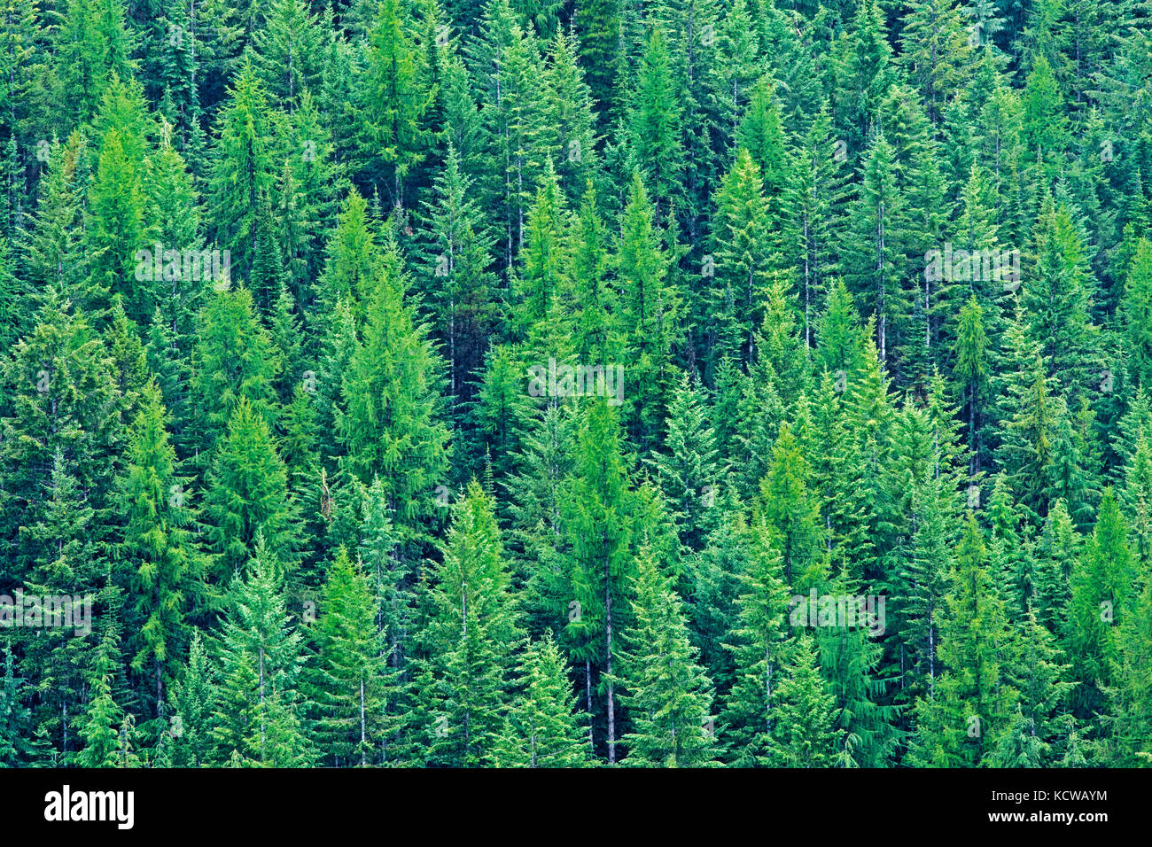 Bosque de coníferas en la ladera de las montañas monashee, Nancy verde parque provincial de Columbia Británica, Canadá Foto de stock