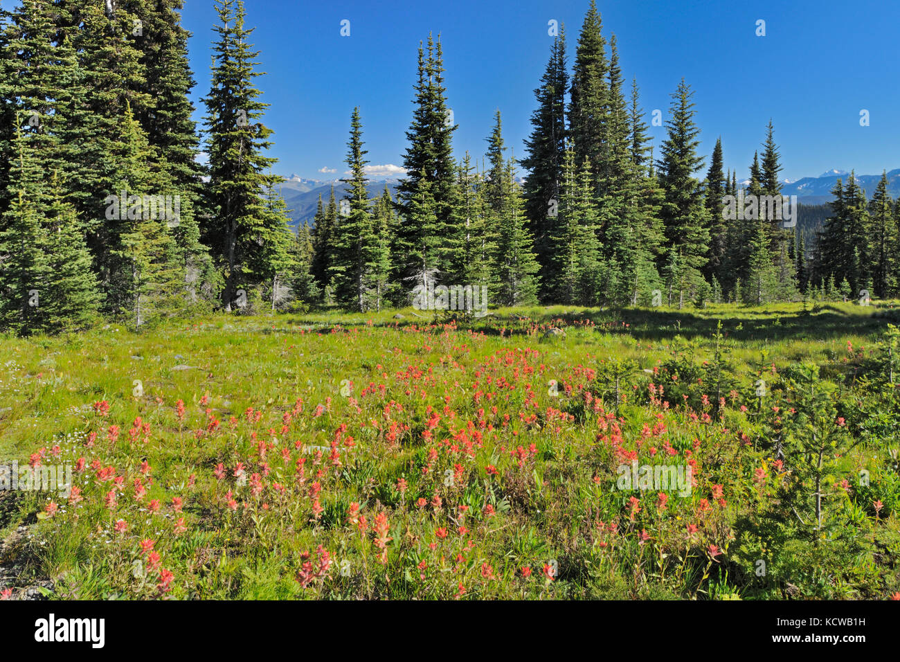 Prados alpinos de flores silvestres (Indian paintbrush). Montañas Cascade, e.c. Parque Provincial Manning, British Columbia, Canadá Foto de stock