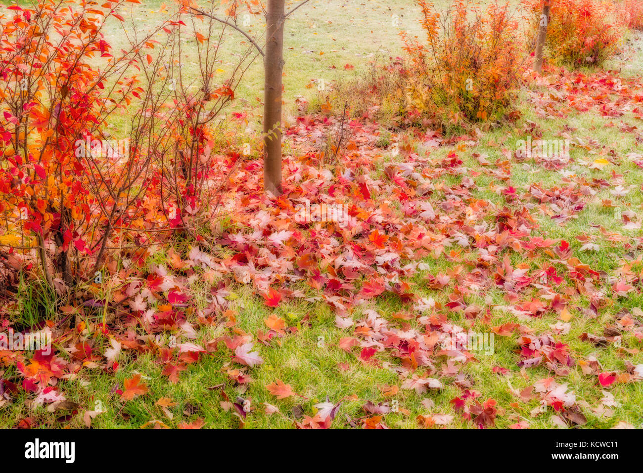 Los arbustos en otoño de color, Winnipeg, Manitoba, Canadá Foto de stock