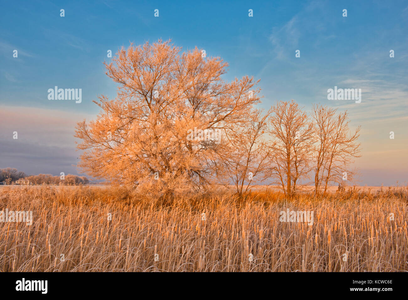 Los árboles en la luz de la mañana, Lorette, Manitoba, Canadá Foto de stock
