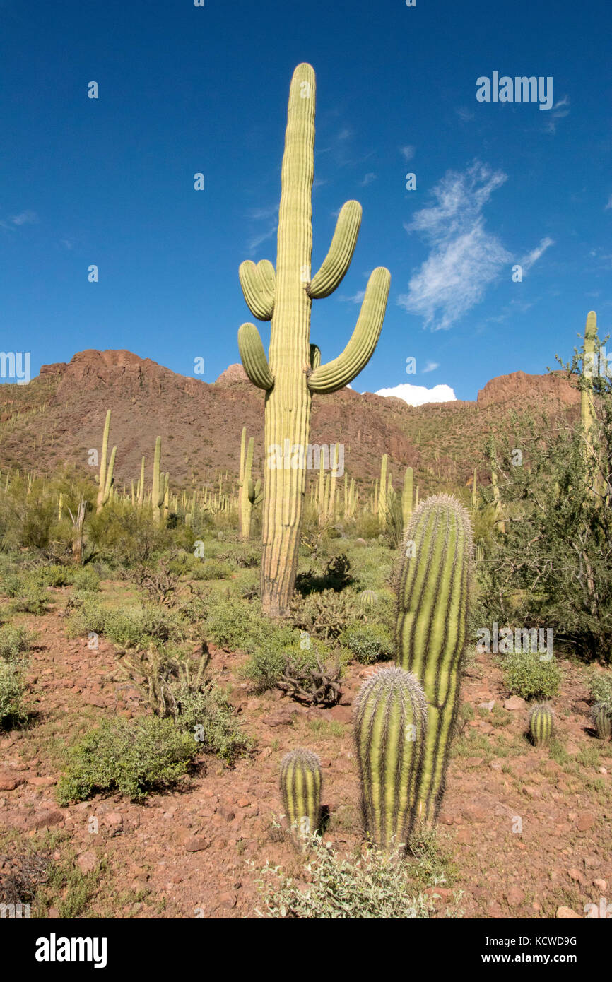 Hábitat del desierto con cactus saguaro (Carnegiea gigantea), el Parque Nacional de Saguaro, Tucson, Arizona, EE.UU. Foto de stock