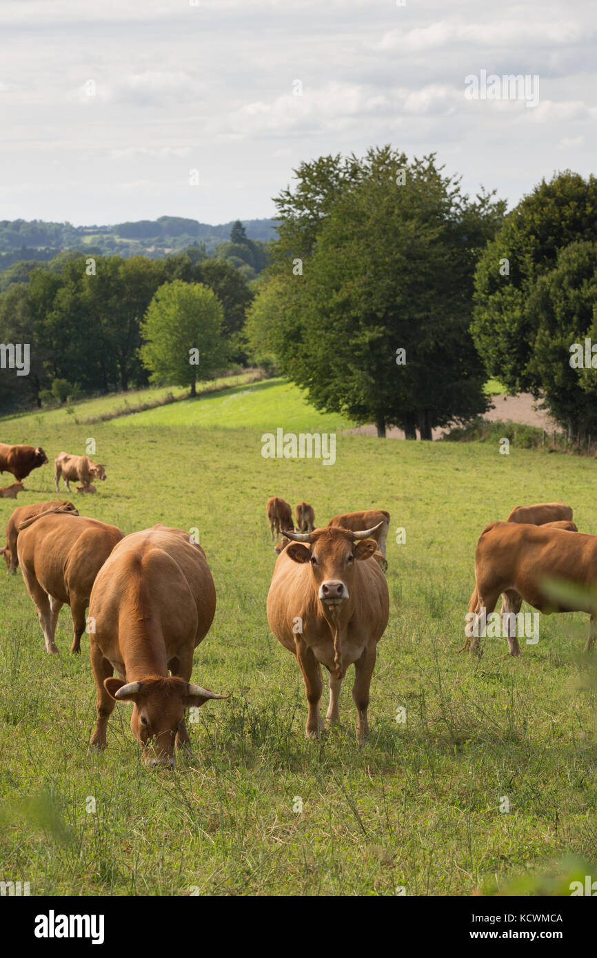 LIMOUSIN, Francia: Agosto 8, 2017: una manada de ganado vacuno Limousin rango libre en una pradera verde con árboles en la parte de atrás. Foto de stock