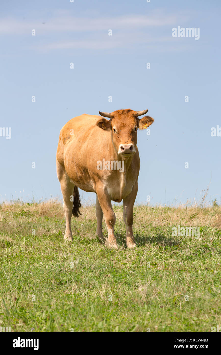 LIMOUSIN, Francia: Agosto 8, 2017: Una mujer con cuernos en una vaca de carne Limousin verdes pastizales con el horizonte en la espalda y contra un cielo azul. Foto de stock