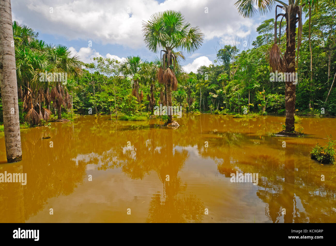 Laguna en la Selva Amazónica cerca del río Napo Foto de stock