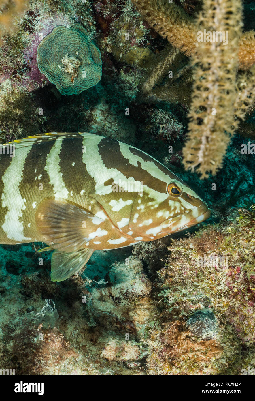 Nassau grouper (Epinephelus striatus). Foto de stock