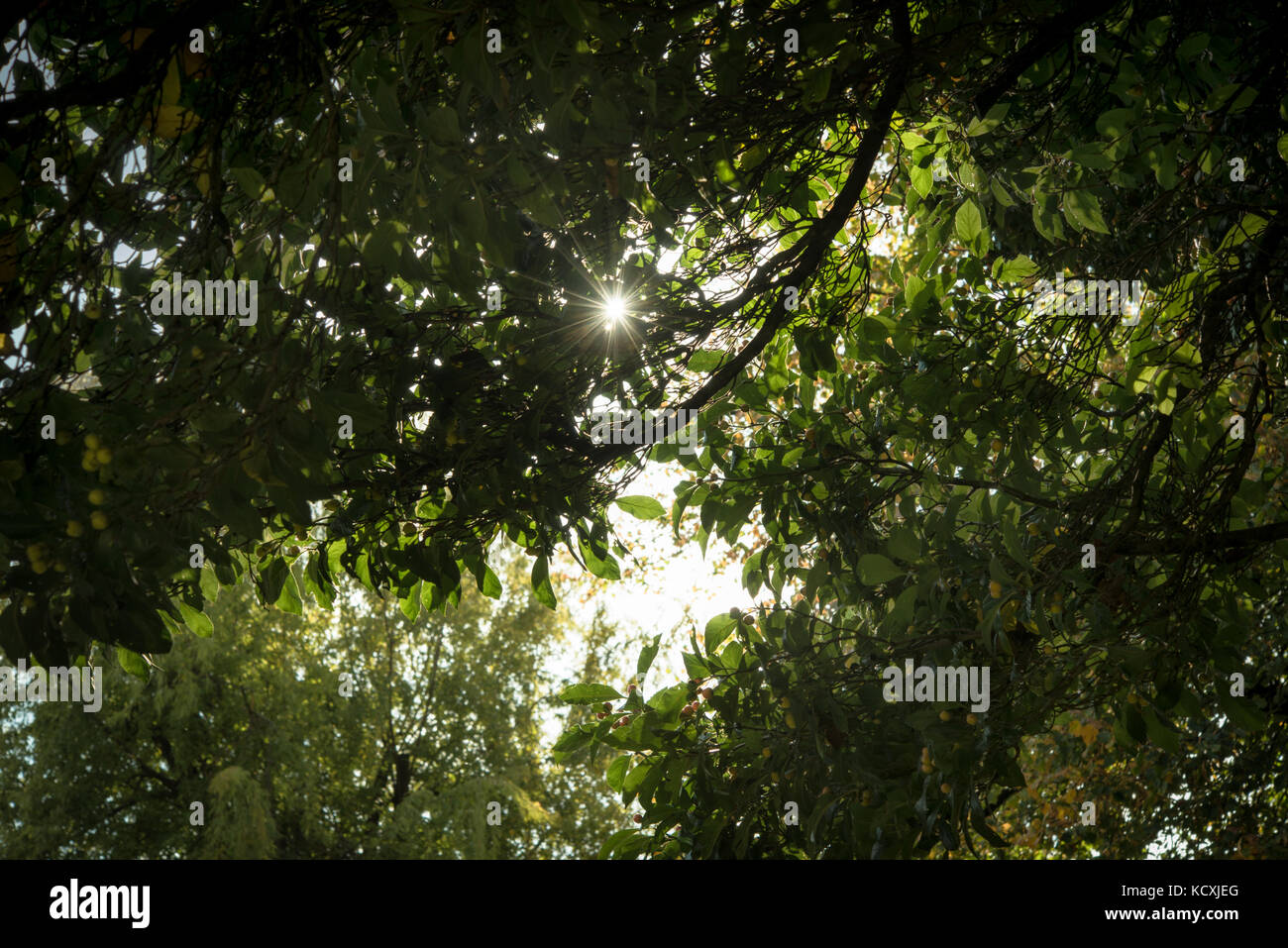 Buscar en árboles sol brilla a través de las hojas Foto de stock