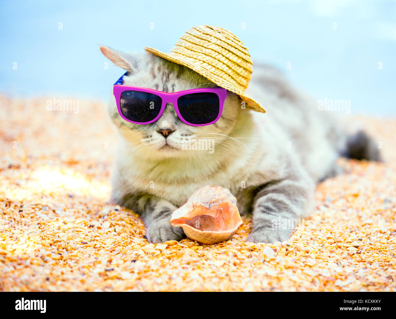 Gato con gafas de sol y sombrero para el sol relajándose en la playa  Fotografía de stock - Alamy