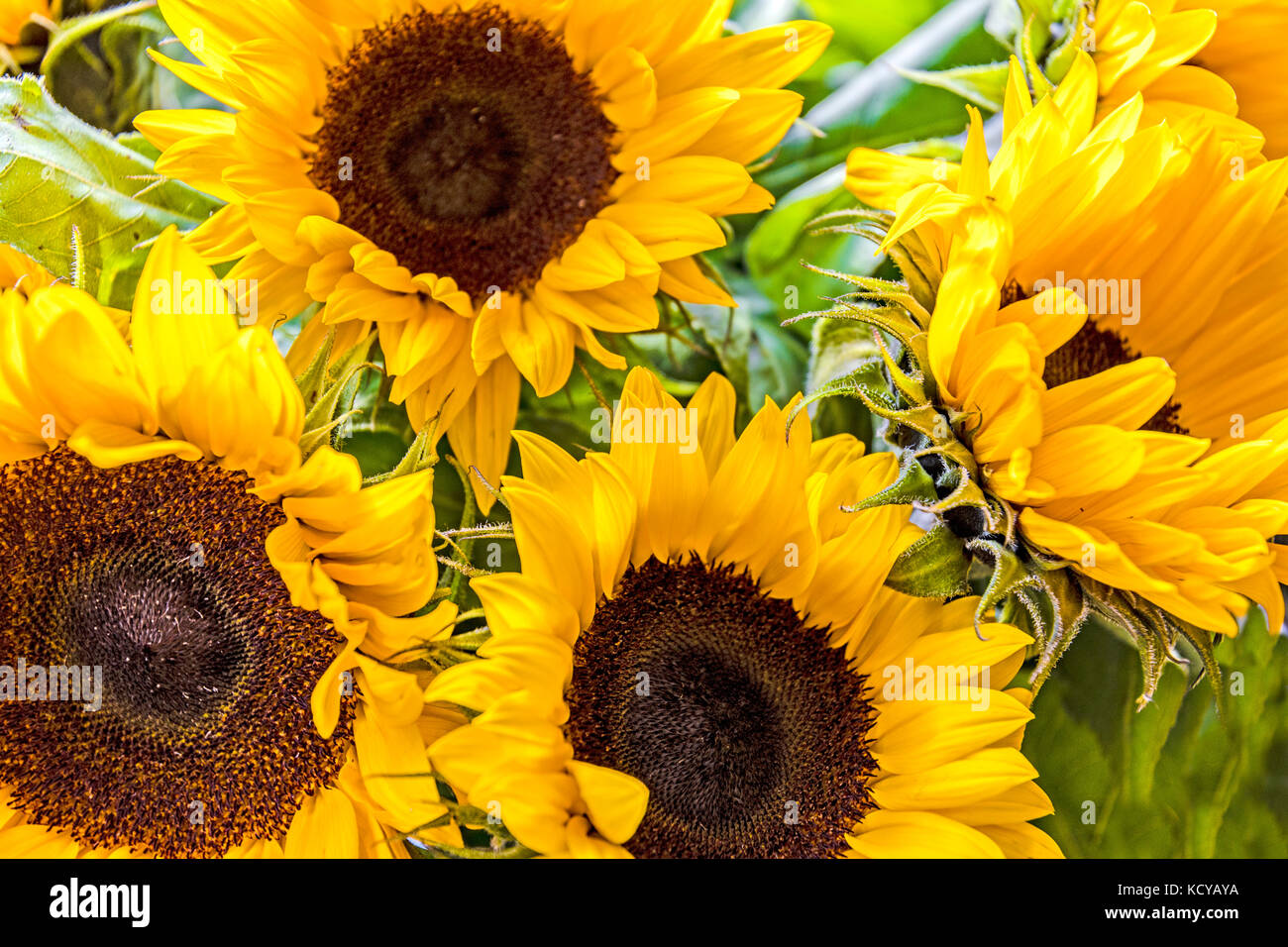 Los girasoles, Sonnenblumen Foto de stock