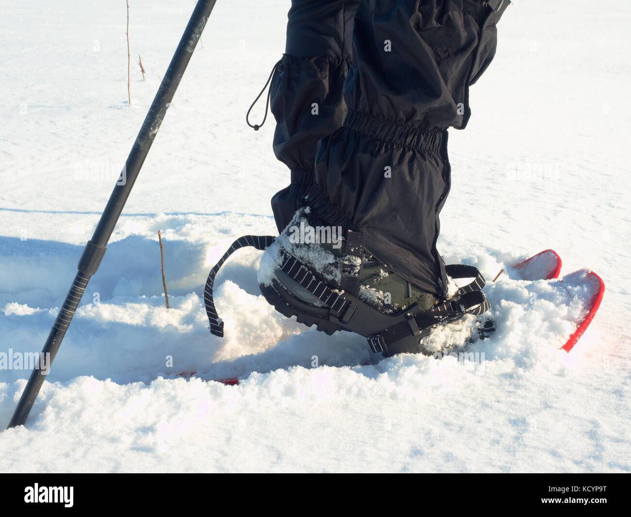Hombre piernas caminar con raquetas de nieve en invierno. Detalle de  caminata en ventisquero, raquetas de nieve con bastones de trekking y  zapata cubierta por nieve en polvo s de plástico rojo