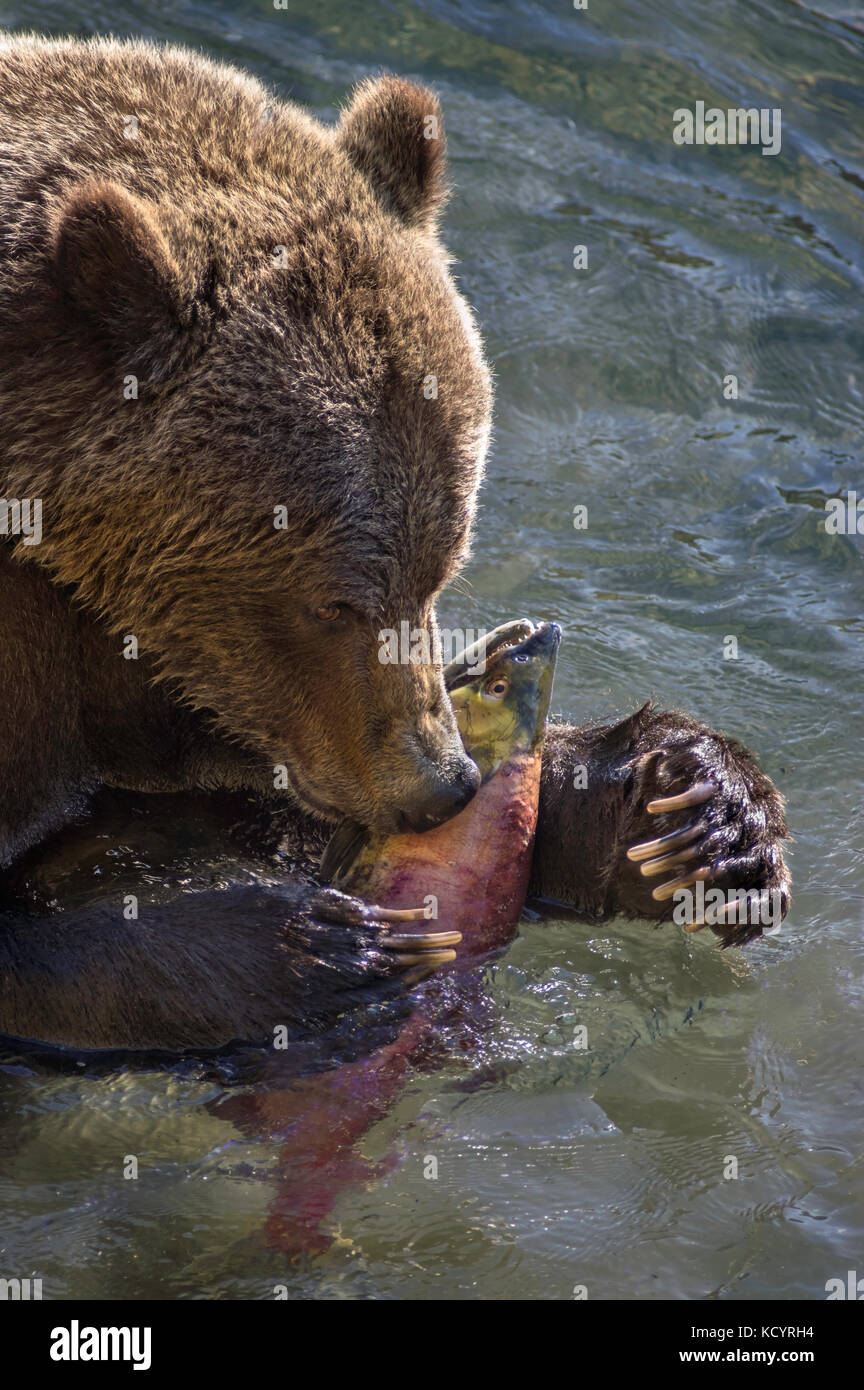 Alimentación del oso fotografías e imágenes de alta resolución - Página 5 -  Alamy