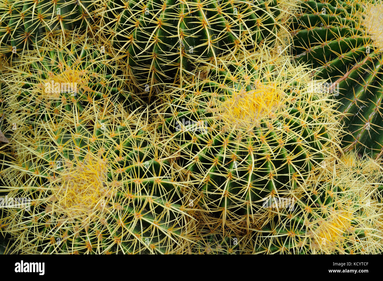 Cactus barril dorado, dorado bolas o suegra del cojín (Echinocactus grusonii). Huerto del Cura jardín artístico nacional. Elche, Alicante, spai Foto de stock