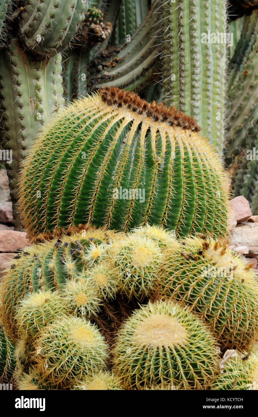 Cactus barril dorado, dorado bolas o suegra del cojín (Echinocactus grusonii). Huerto del Cura jardín artístico nacional. Elche, Alicante, spai Foto de stock