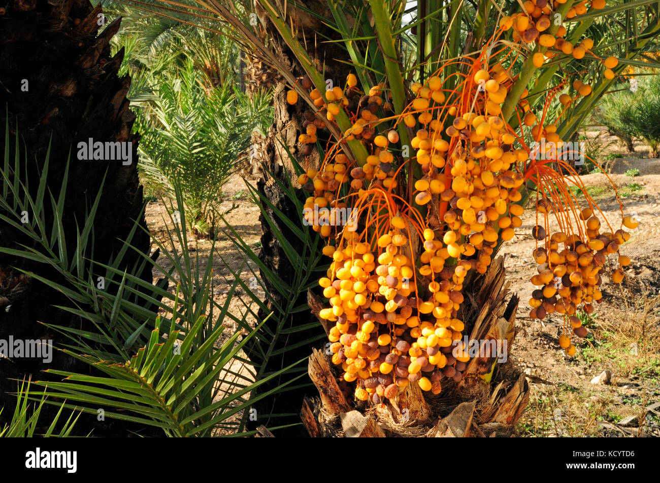 Palma Datilera (Phoenix dactylifera) en el palmar conocido como el palmeral. Elche, Alicante, España Foto de stock