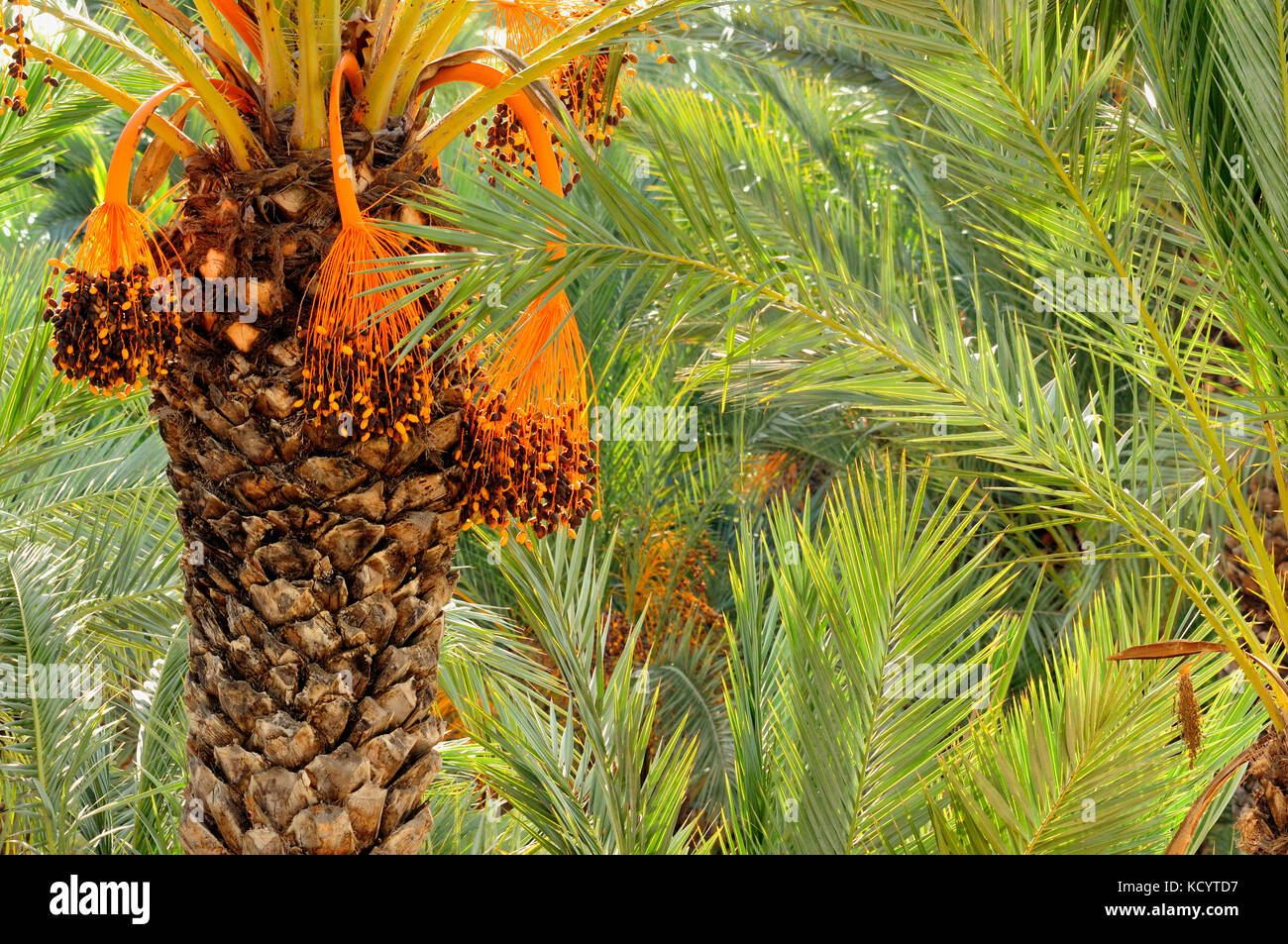 Palma Datilera (Phoenix dactylifera) en el palmar conocido como el palmeral. Elche, Alicante, España Foto de stock